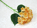 Гортензия