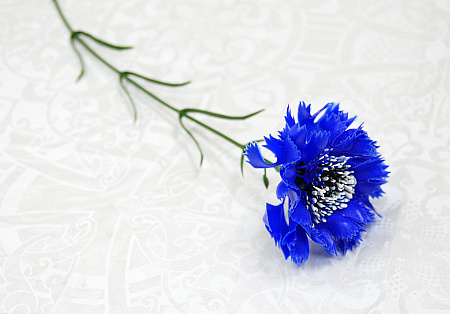 Василек пластик