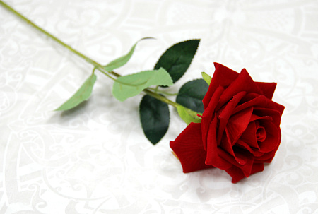 Розочка бархатная 